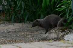 Herpestes pulverulentus