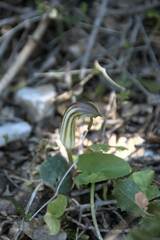 Arisarum vulgare