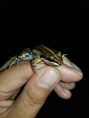 Leptodactylus albilabris