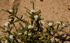 Macrostylis squarrosa