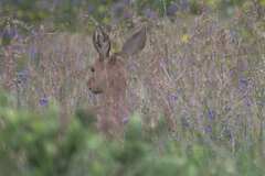 Raphicerus campestris campestris