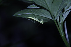 Tropidomantis gressitti