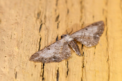 Eupithecia succenturiata