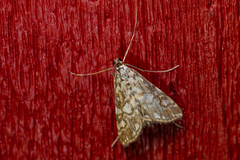 Elophila nymphaeata