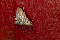 Elophila nymphaeata
