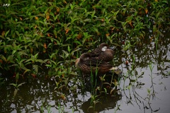 Anas bahamensis galapagensis