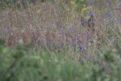 Raphicerus campestris campestris