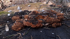 Gloeophyllum odoratum