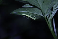 Tropidomantis gressitti