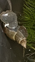 Lymnaea stagnalis
