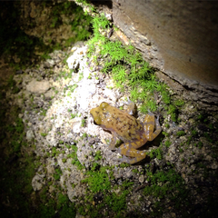 Eleutherodactylus marnockii