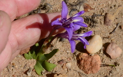 Sparaxis metelerkampiae