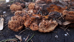 Gloeophyllum odoratum