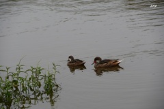 Anas bahamensis galapagensis