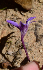 Sparaxis metelerkampiae