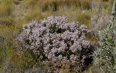Serruria aitonii