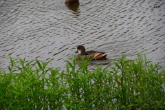 Anas bahamensis galapagensis