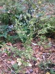 Axyris amaranthoides