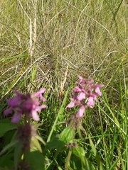 Stachys palustris
