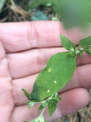 Axyris amaranthoides