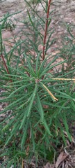 Banksia cunninghamii