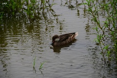 Anas bahamensis galapagensis