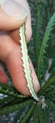 Banksia cunninghamii