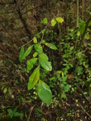 Oleaceae