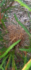 Banksia cunninghamii