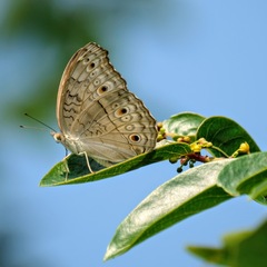 Junonia atlites
