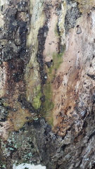 Amilenus aurantiacus