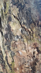 Amilenus aurantiacus