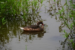 Anas bahamensis galapagensis