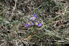 Iris unguicularis cretensis