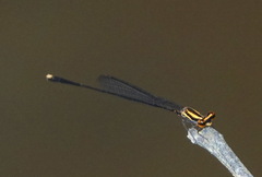 Elattoneura analis