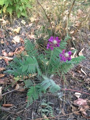 Oxytropis ambigua