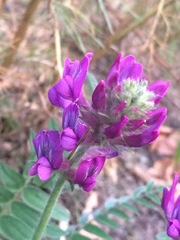 Oxytropis ambigua