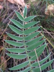 Oxytropis ambigua