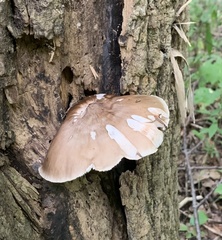 Pluteus cervinus