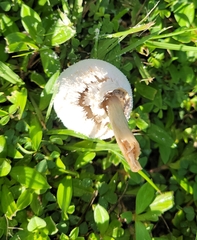 Chlorophyllum molybdites