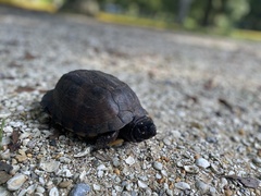 Terrapene carolina major