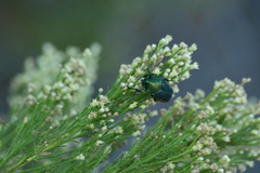 Cotinis mutabilis