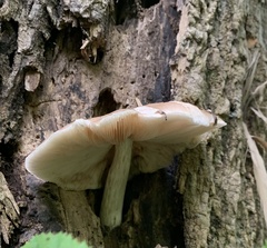 Pluteus cervinus