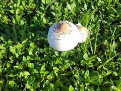 Chlorophyllum molybdites