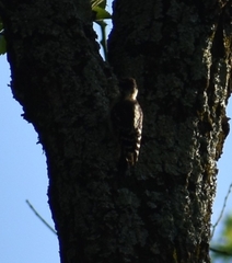 Dryobates pubescens