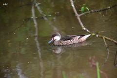 Anas bahamensis galapagensis