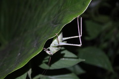 Mecopoda elongata