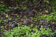 Zenaida galapagoensis