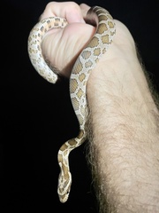 Pantherophis emoryi