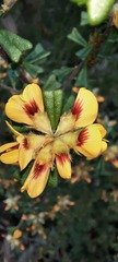 Pultenaea scabra